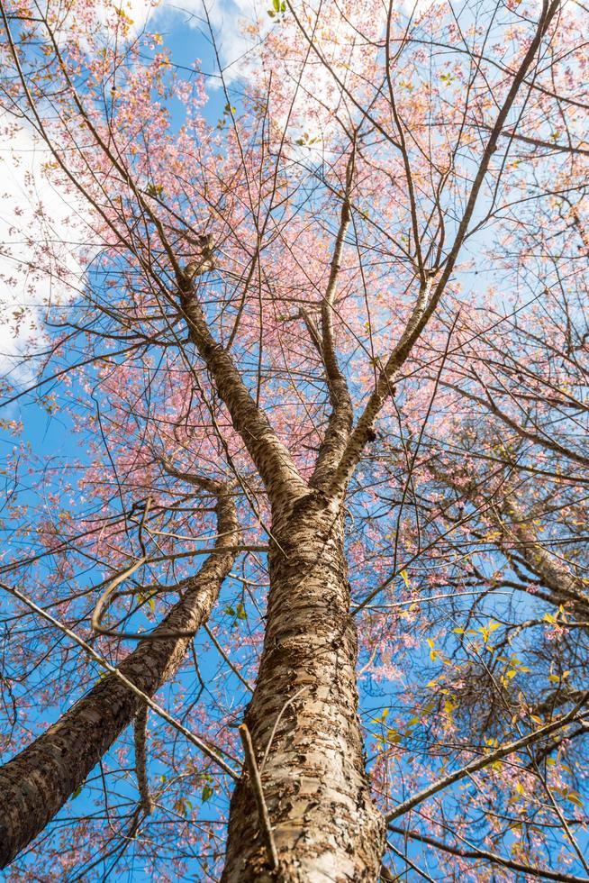 Himalaya cherry blossoms tree with the clear sky in winter season of Thailand. photo