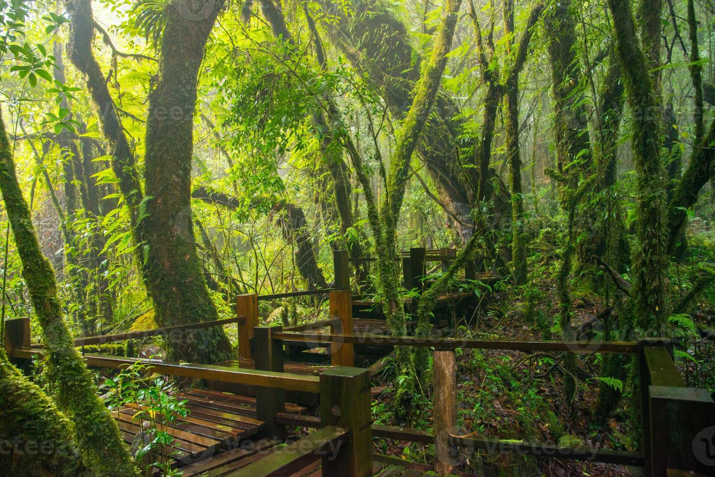 The wooden walk way in Ang Ka nature trails in Doi Inthanon the highest mountains in Chiang Mai province of Thailand. photo