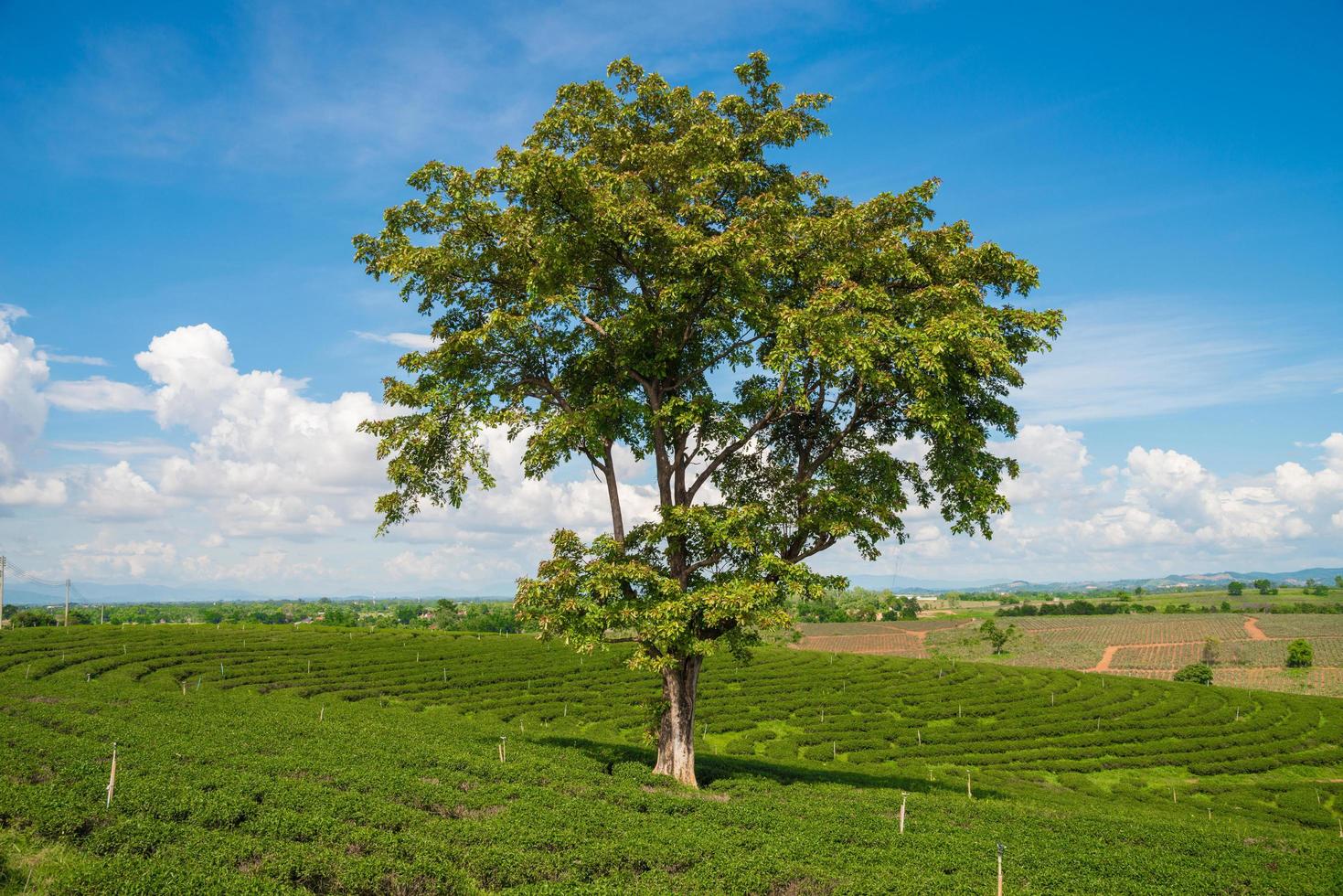 el árbol solitario en la plantación de té choui fong de chiang rai, la provincia norteña de tailandia. foto