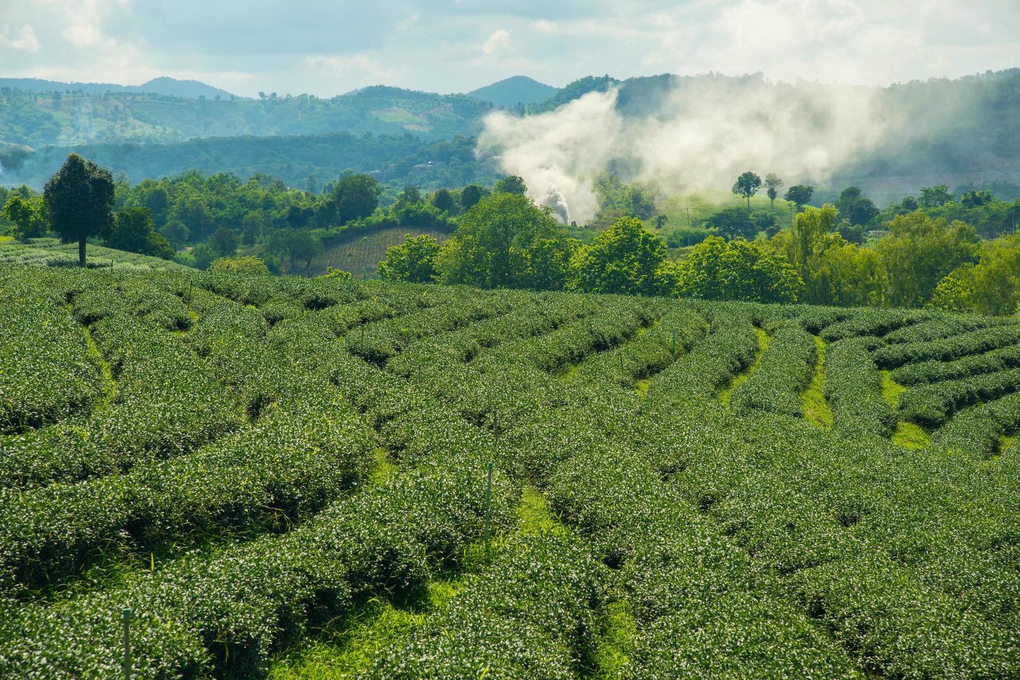 The scenery view of Choui Fong Tea plantations in Chiang Rai the northern province in Thailand. photo