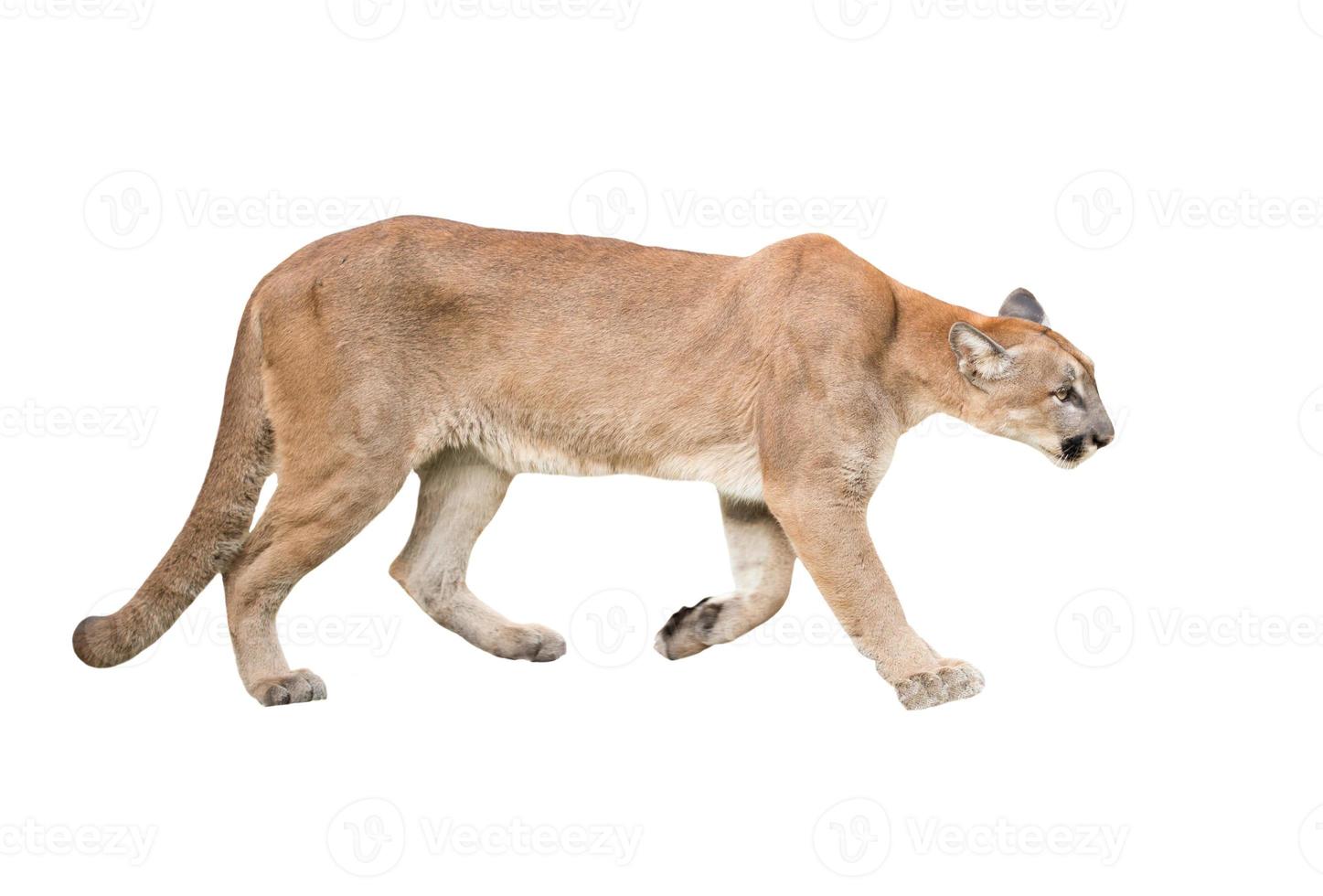 puma isolated white background photo