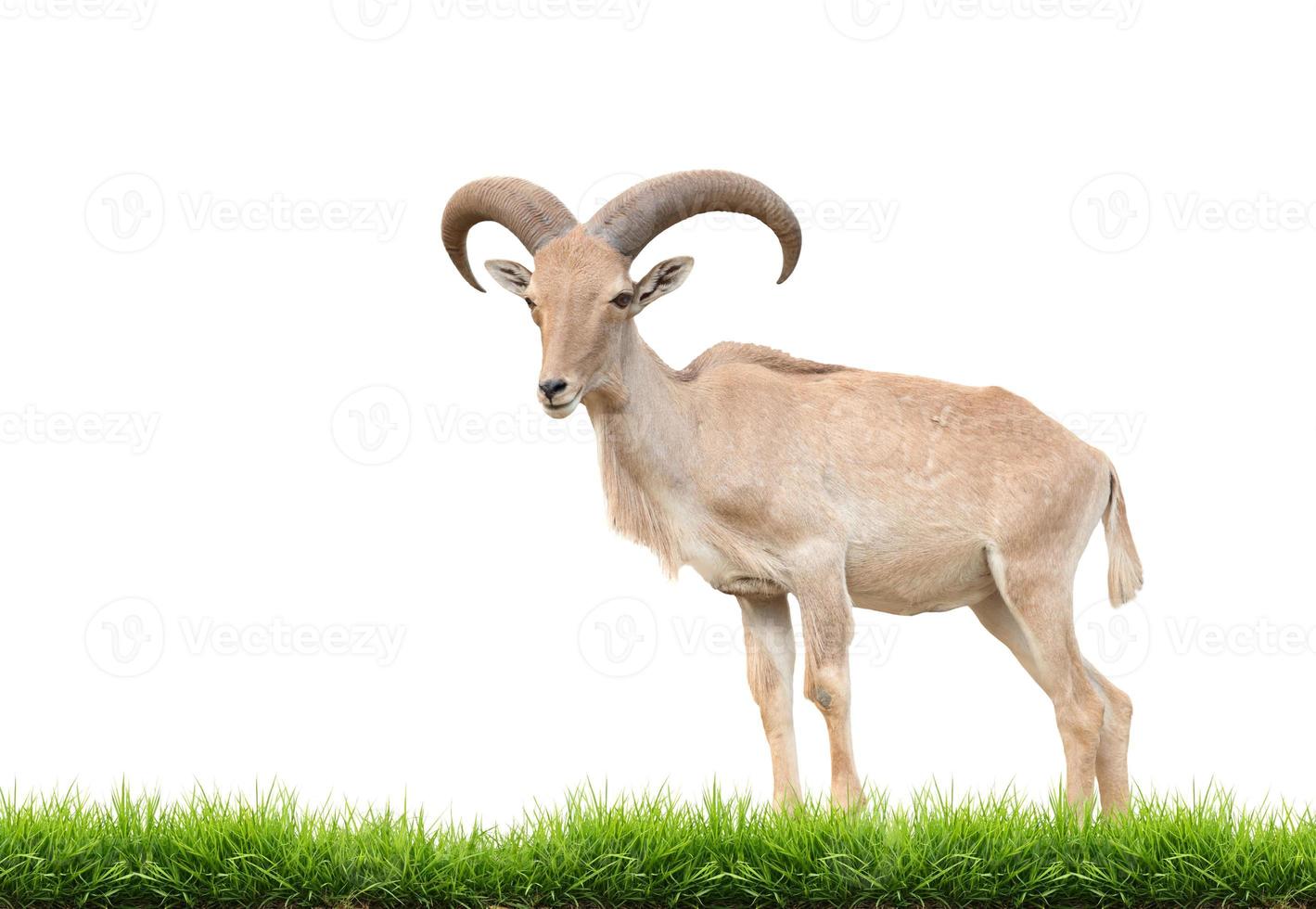 barbary sheep isolated photo