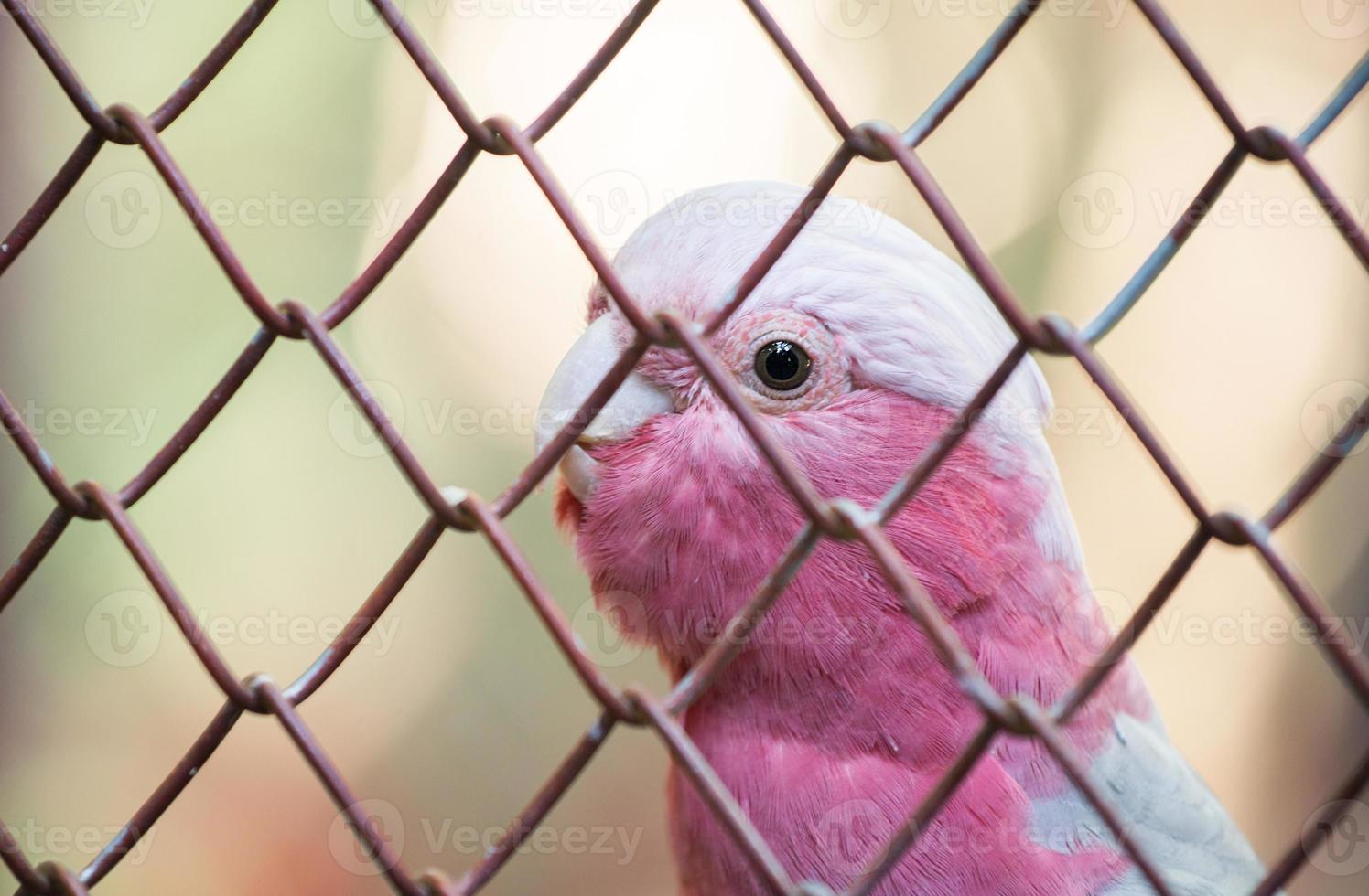 galah cockatoo in zoo photo