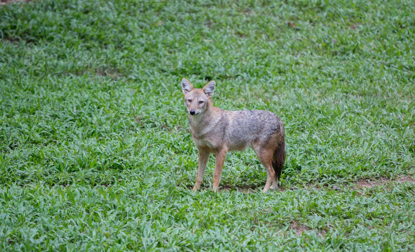 golden jackal in zoo photo