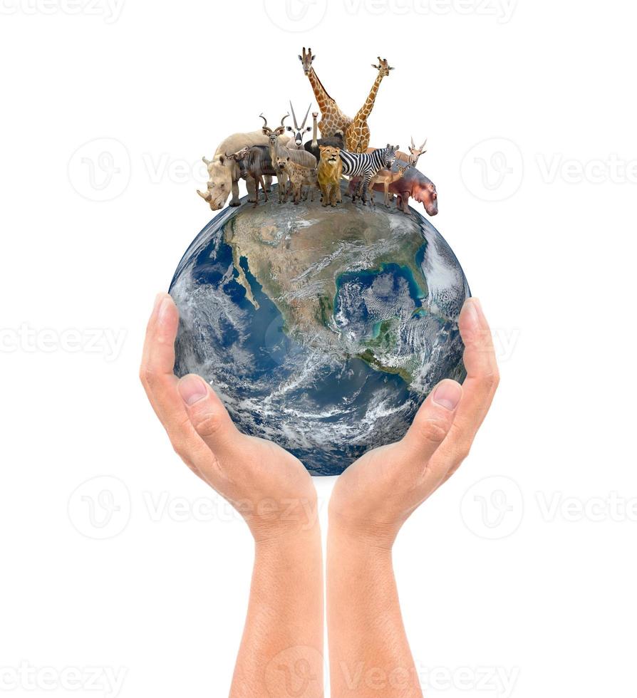 hand hold animal on the earth photo