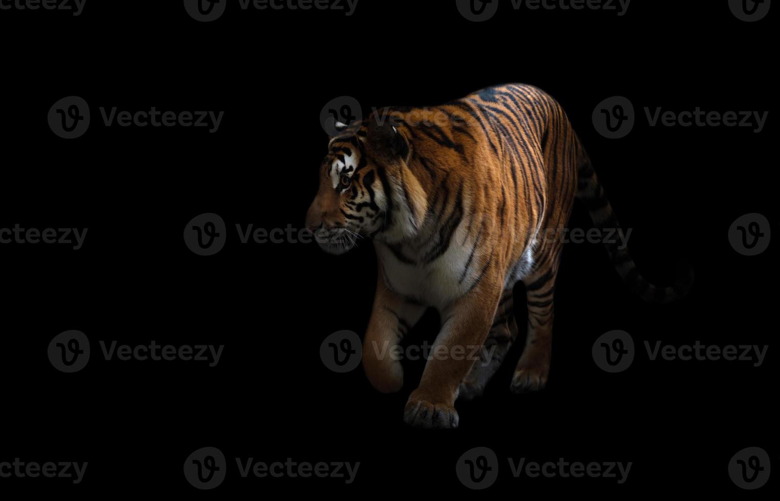 bengal tiger in the dark photo