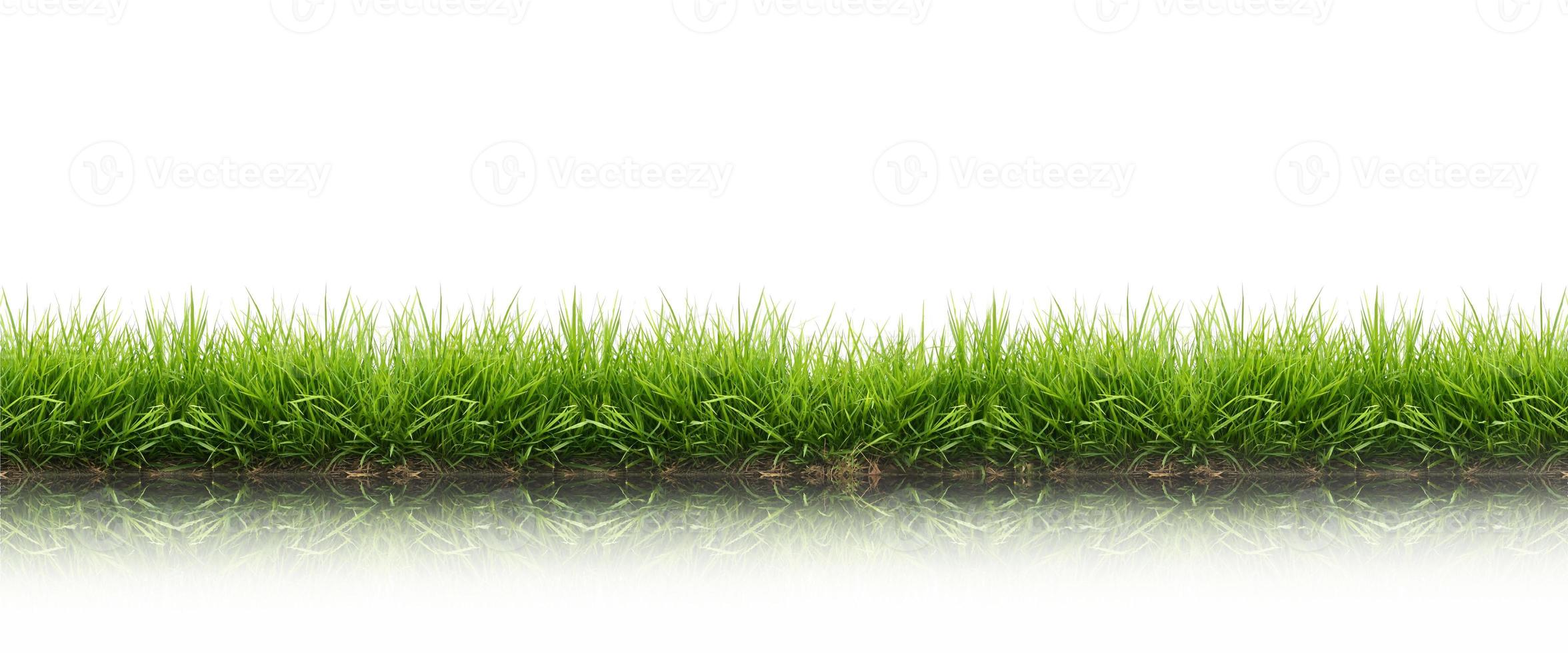 hierba verde de primavera fresca aislada foto