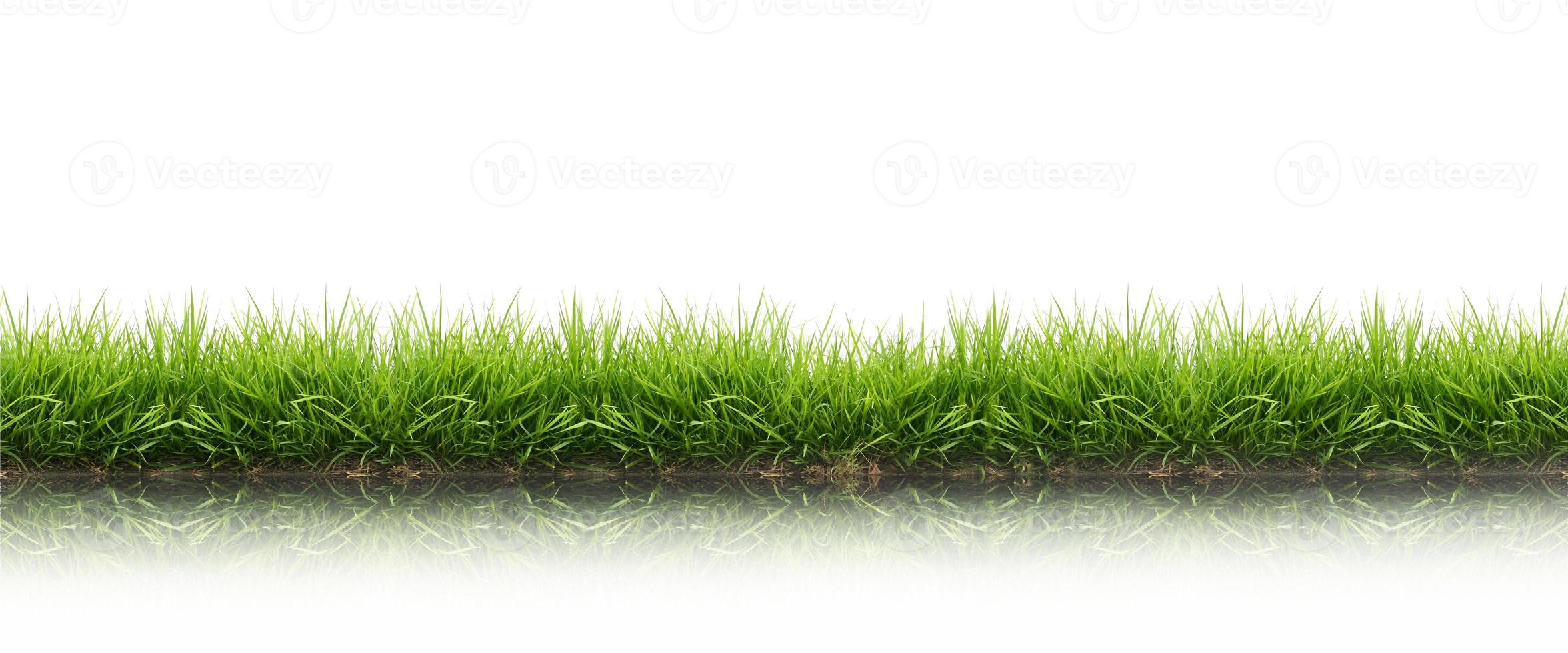 fresh spring green grass isolated photo