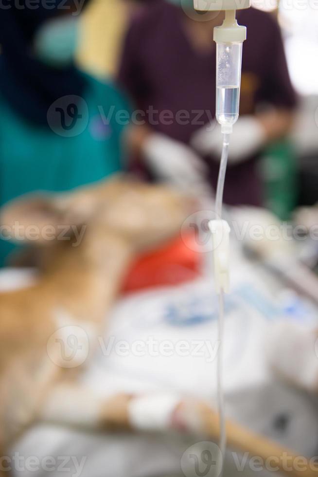 veterinario realizando una operación en un nyala foto