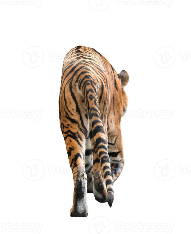 bengal tiger isolated photo