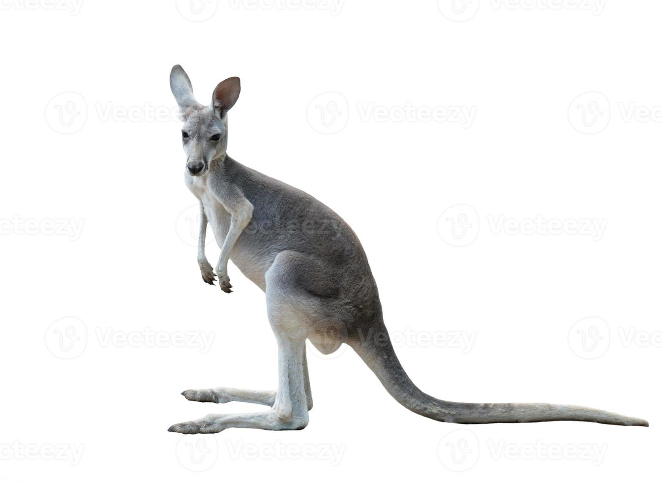 Kangaroo White Background Stock Photos, Images and Backgrounds for Free