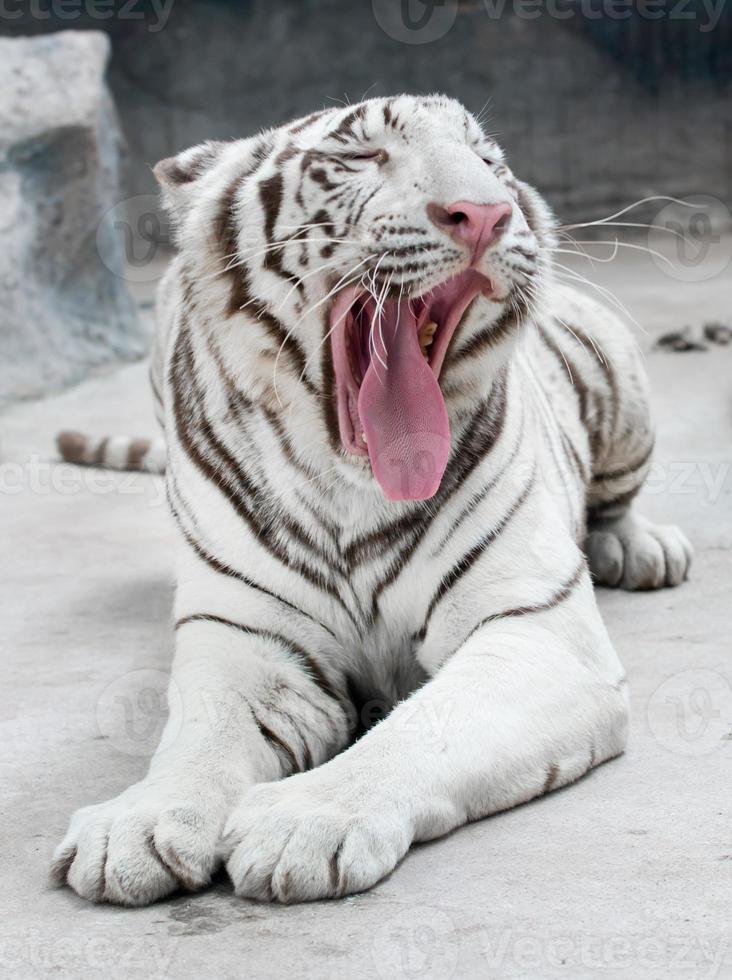 white bengal tiger photo