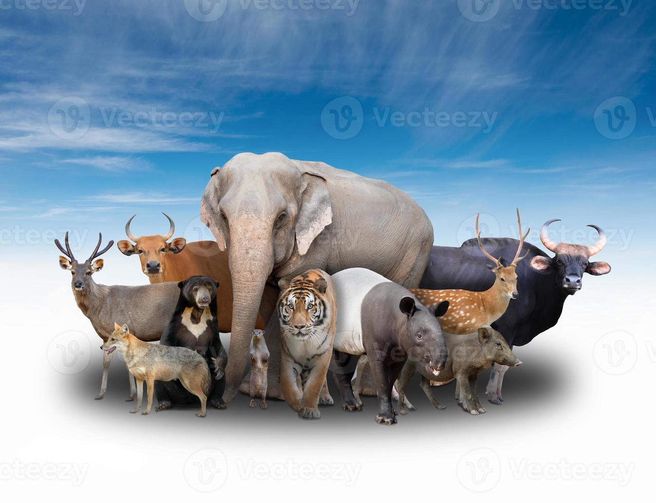 group of asia animals photo