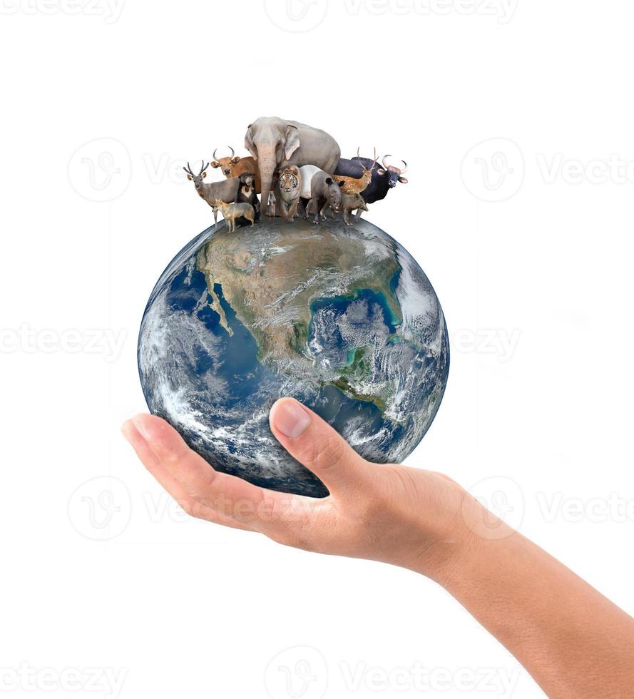 hand hold animal on the earth photo