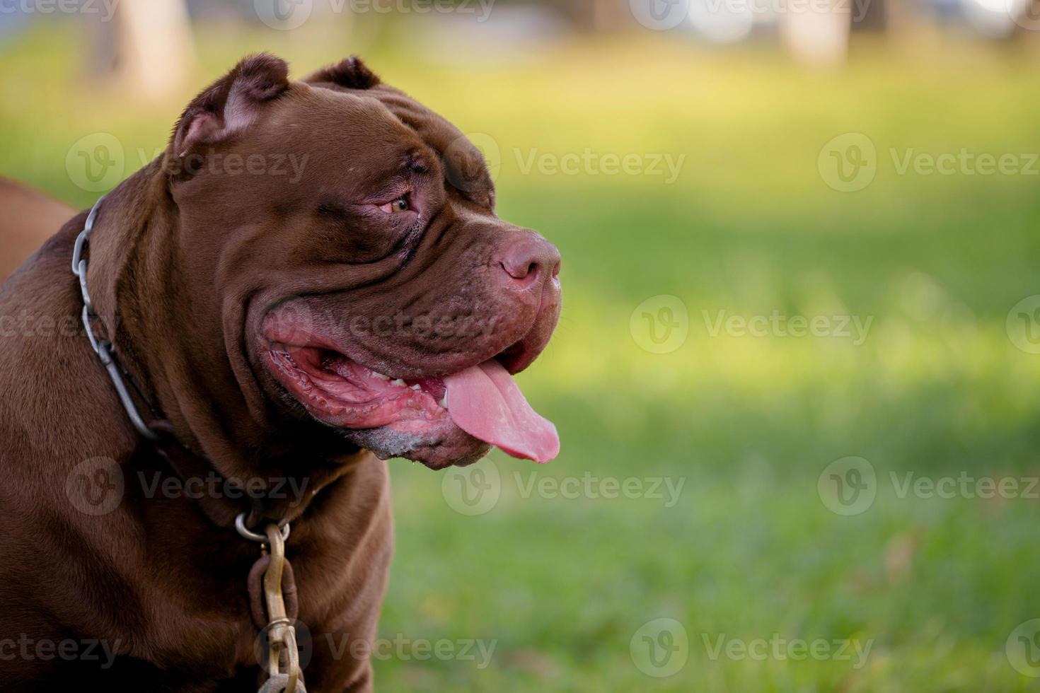 Brown pitbull puppy on the green field. photo