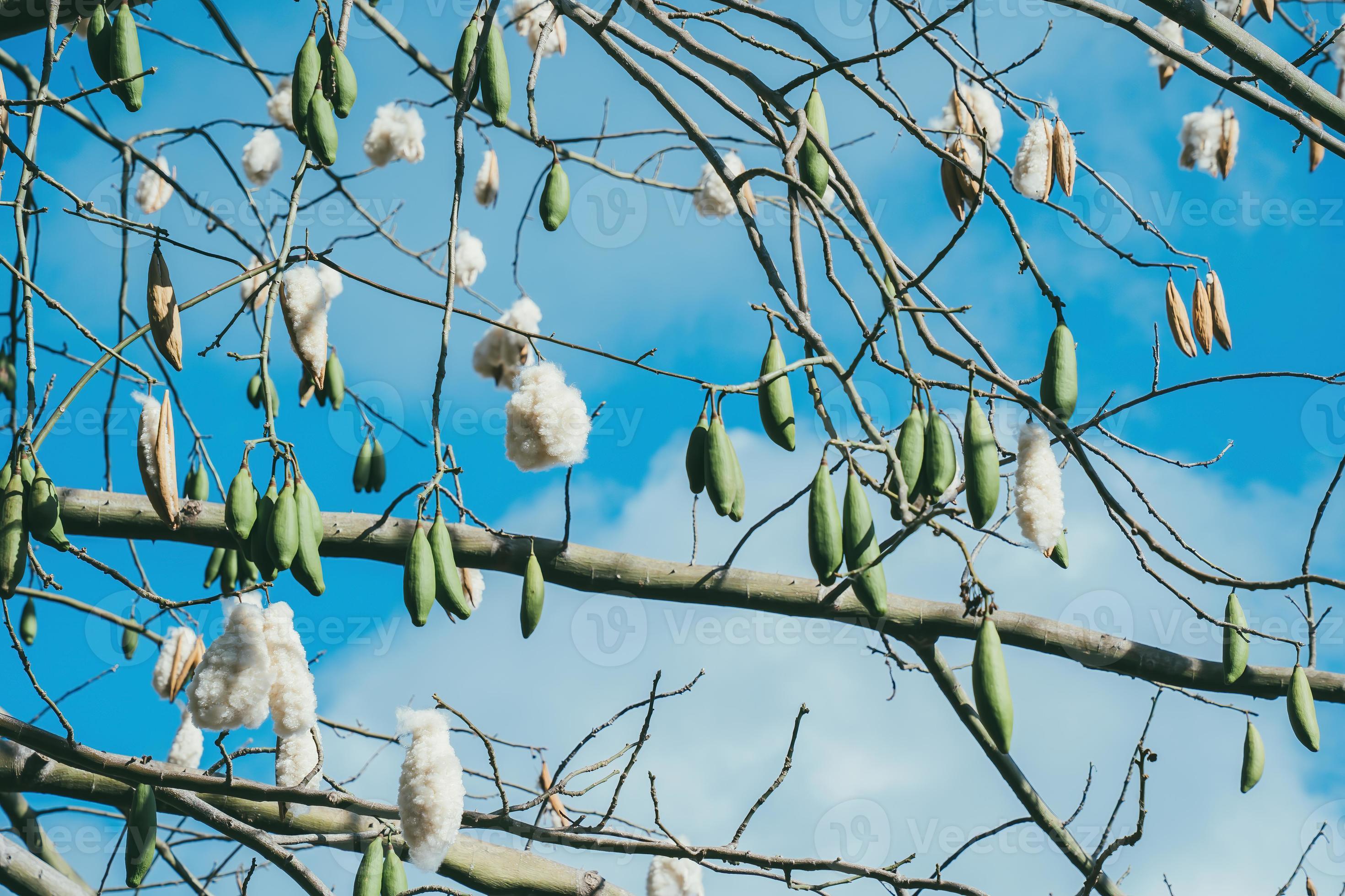 Kapok Silk Cotton Tree (ceiba pentandra)