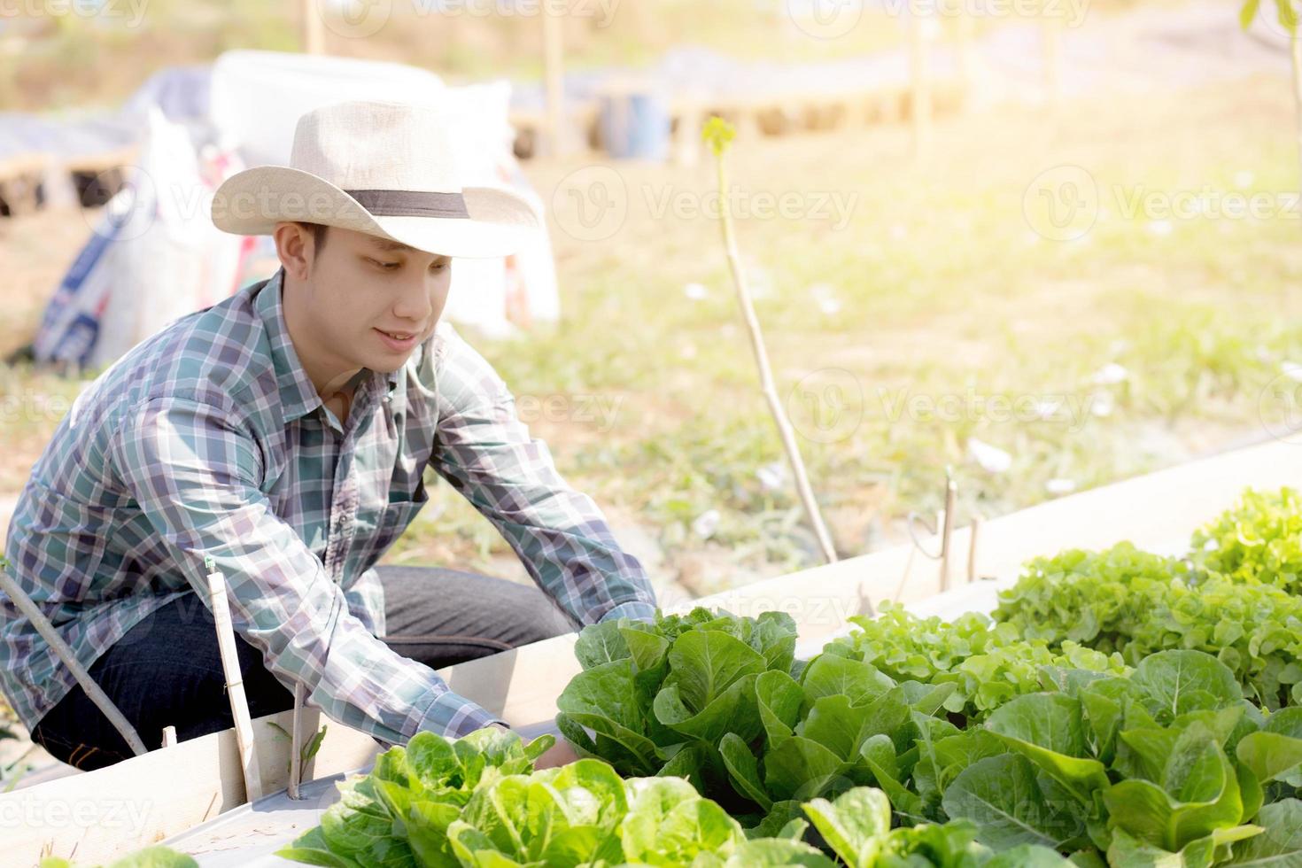 joven agricultor asiático revisando y sosteniendo verduras orgánicas frescas en una granja hidropónica, produciendo y cultivando cos verdes para la agricultura de cosecha con el concepto de alimentos saludables y comerciales. foto