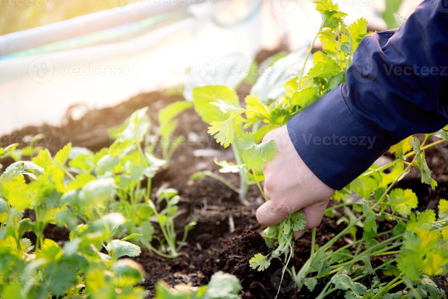 Fresh organic vegetable coriander or cilantro bunch in farm, harvest and agriculture for healthy food. photo