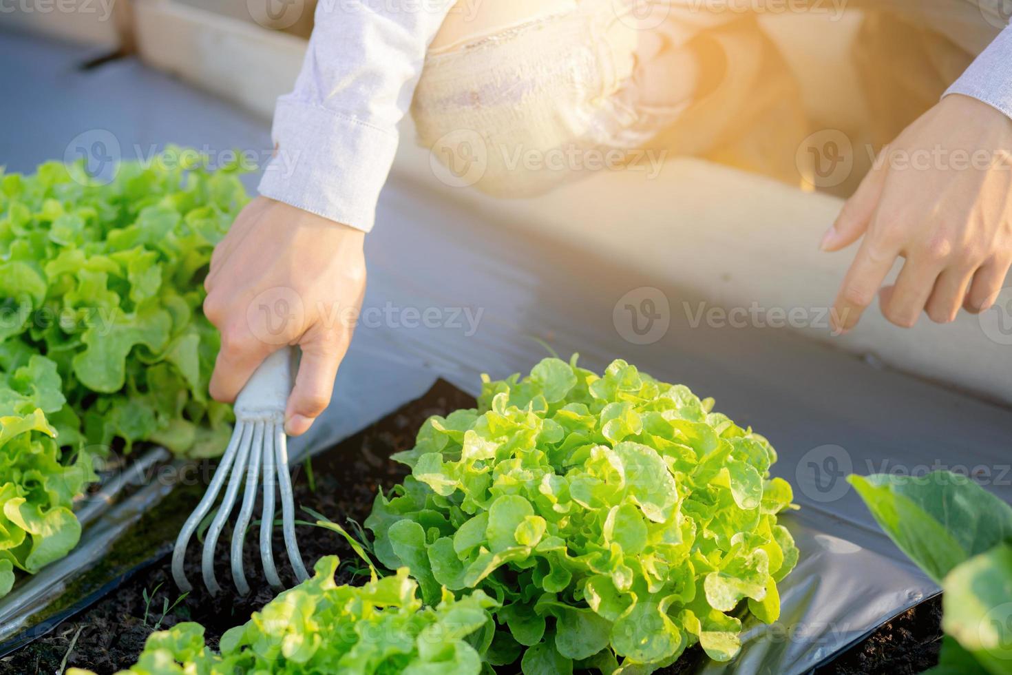 closeup hands of man farmer shovel dig fresh organic vegetable garden in the farm, produce and cultivation green oak lettuce for harvest agriculture with business in the field, healthy food concept. photo