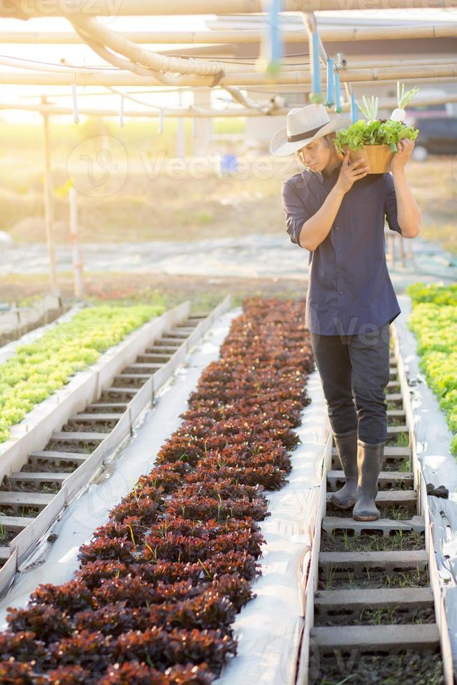 Portrait young asian man walking harvest and picking up fresh organic vegetable garden in basket in the hydroponic farm, agriculture and cultivation for healthy food and business concept. photo