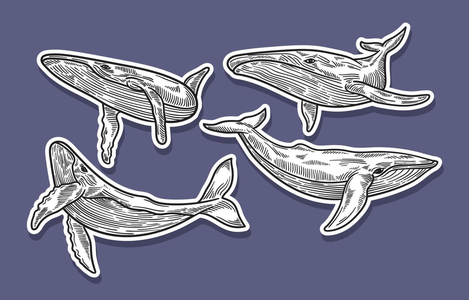 Hand Drawn Tatto Whale vector