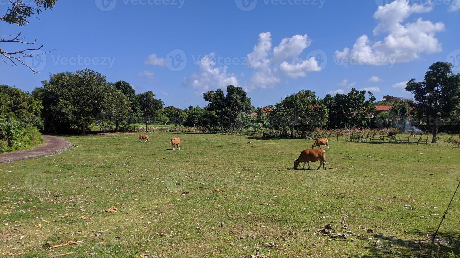 cows eat grass photo