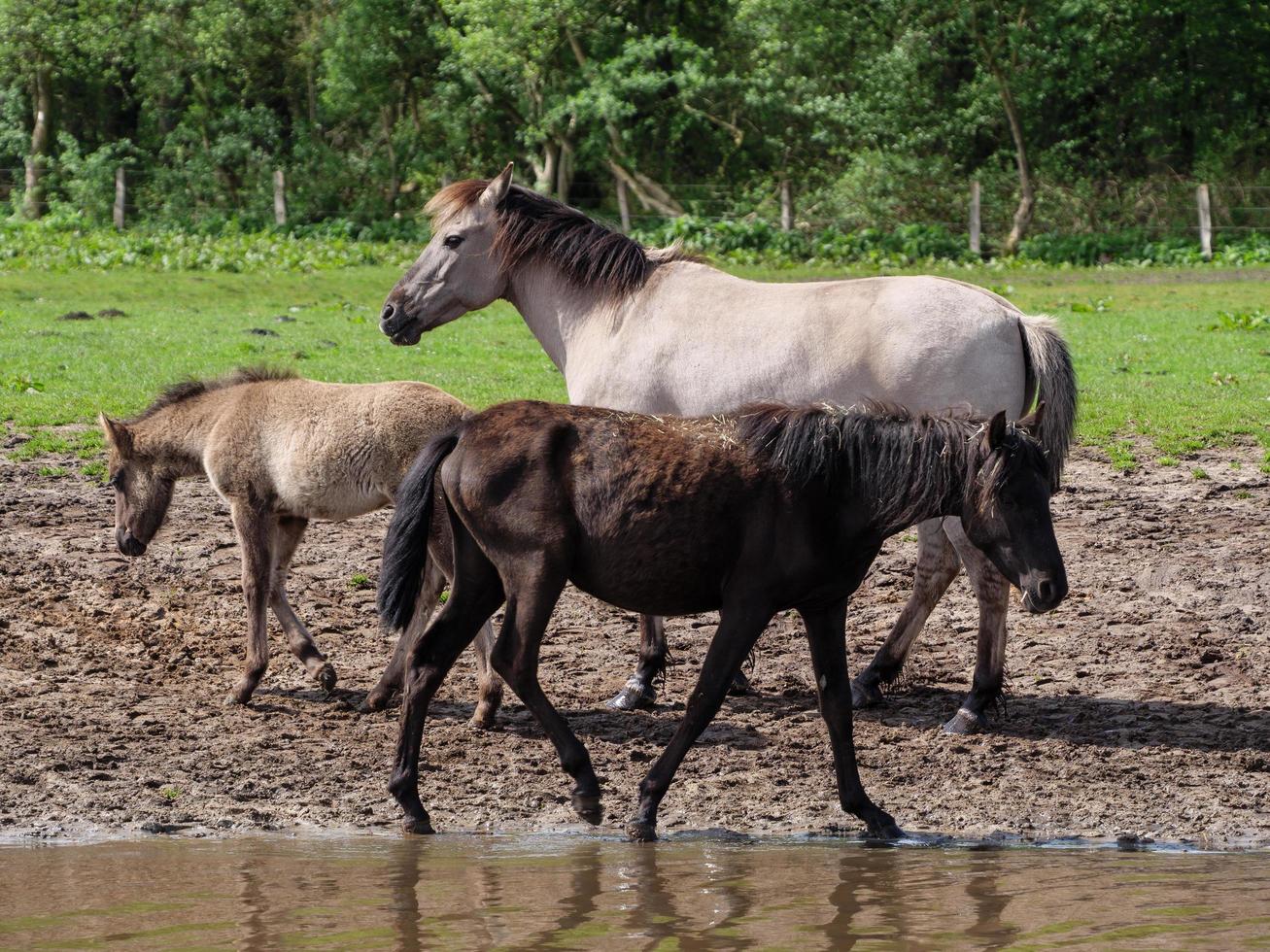 wild horses in westphalia photo