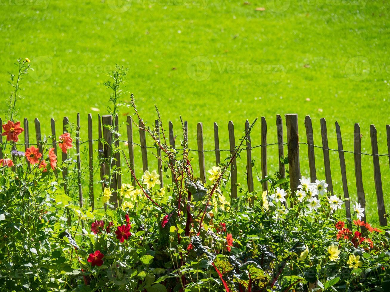 summer time in a german park photo