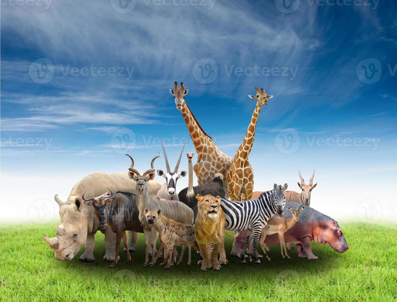 grupo de animales africanos foto