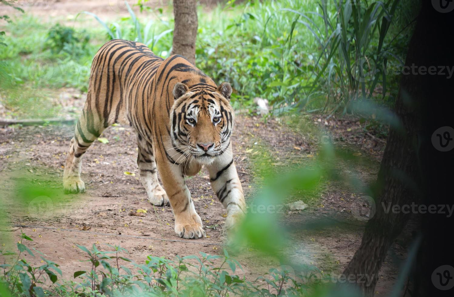 siberian tiger in zoo photo