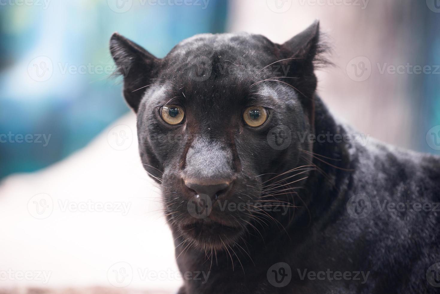 black panther in zoo photo