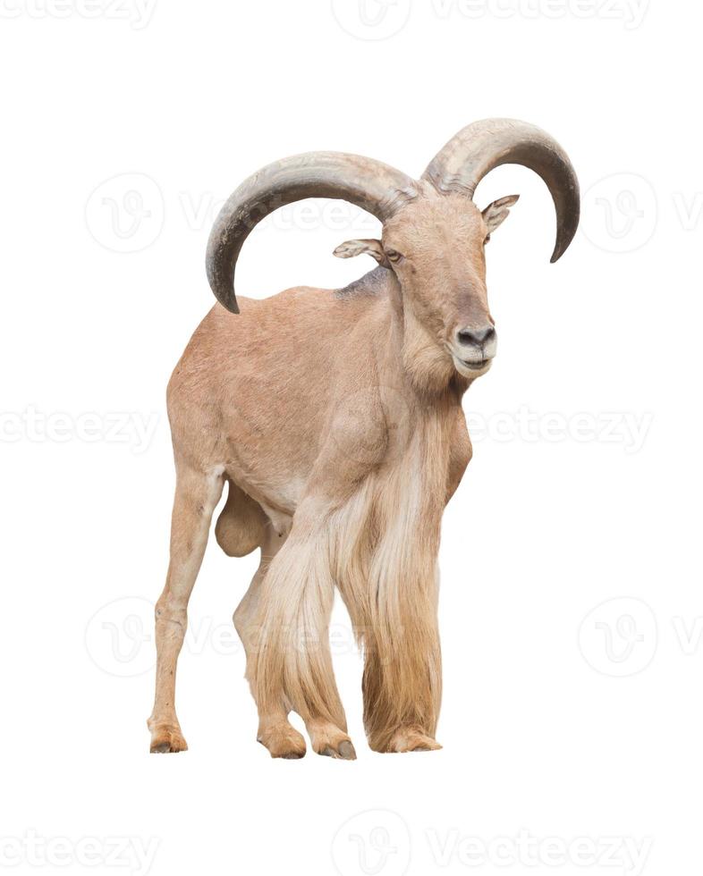 Barbary sheep   isolated photo