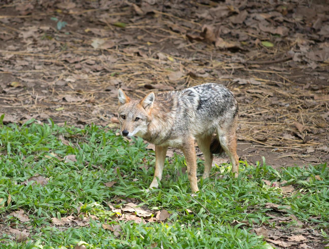 Golden or Asiatic jackal photo