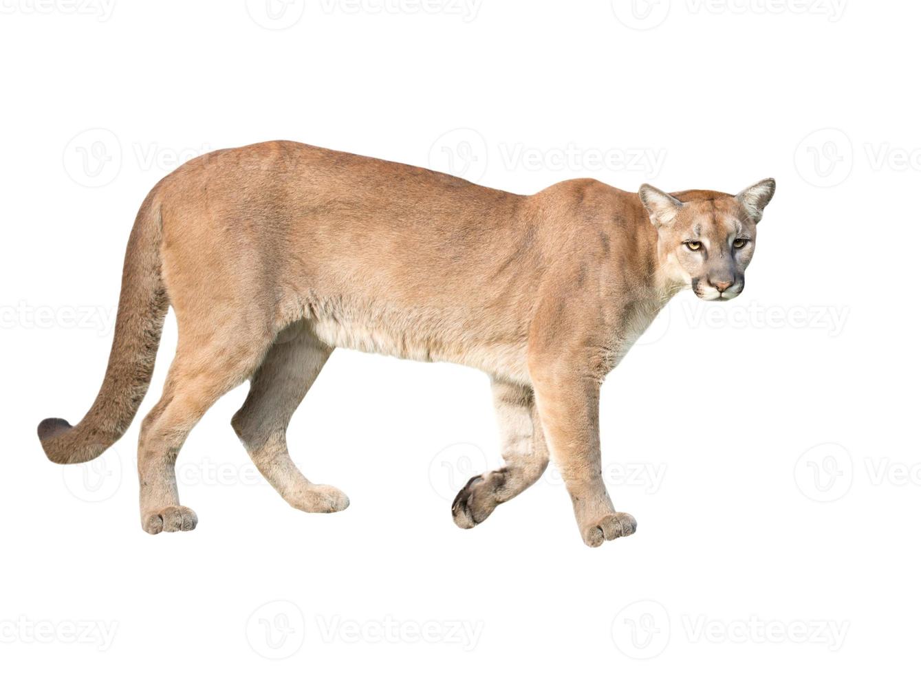 puma isolated white background photo