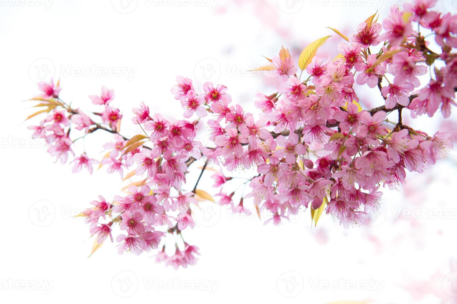 beautiful wild himalayan cherry flower photo