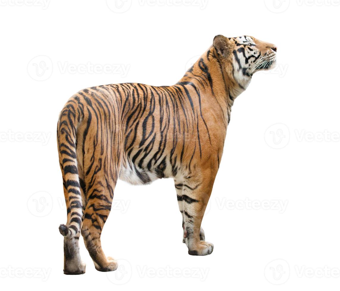 bengal tiger isolated photo