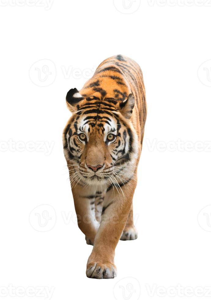 bengal tiger isolated photo