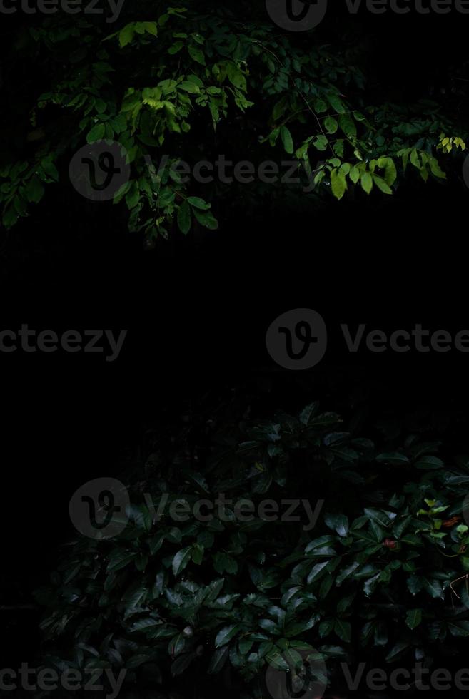 Tropical forest foliage plants bushes dark night photo