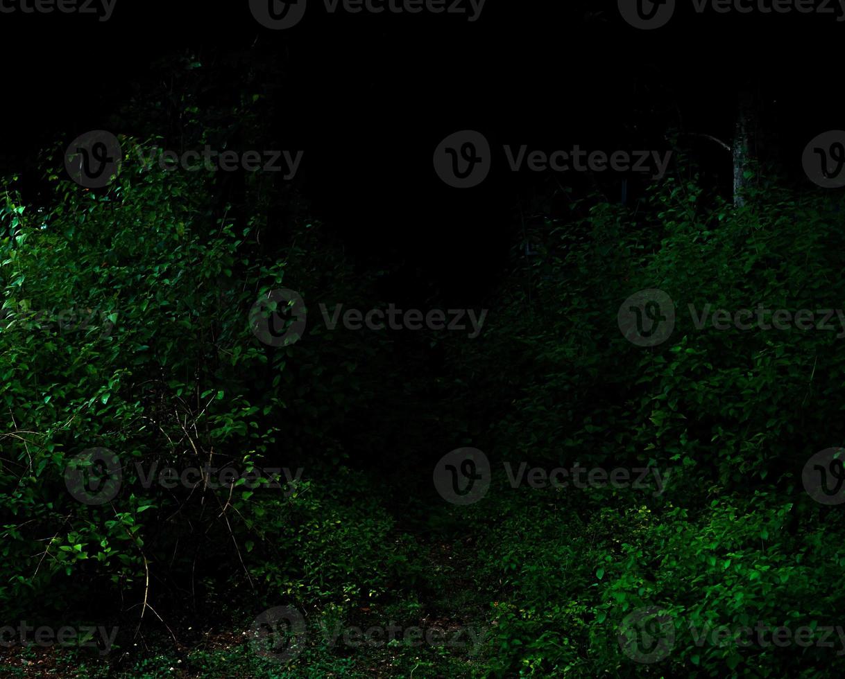 Tropical forest foliage plants bushes dark night photo