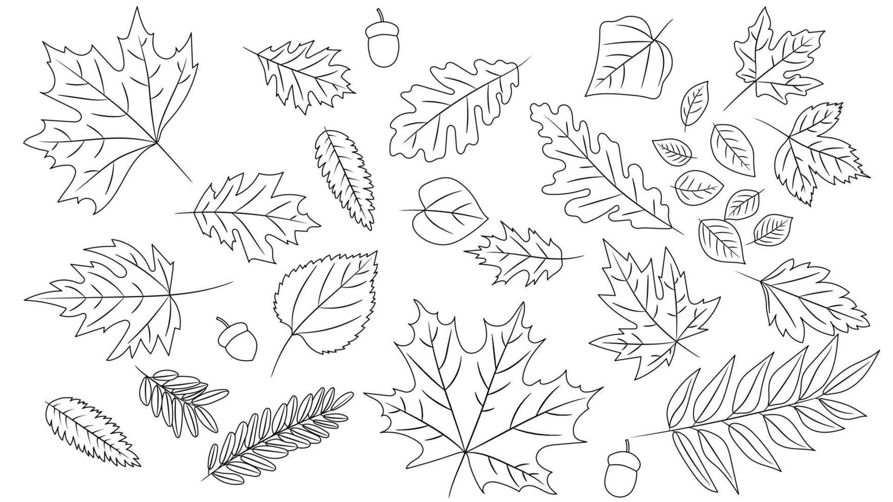 gran conjunto de hojas de diferentes tipos de árboles aislados. conjunto de contorno hoja de otoño roble, arce, serbal y bellotas. estilo de libro de colorear de dibujos animados realistas. ilustración vectorial conjunto de follaje de línea. vector