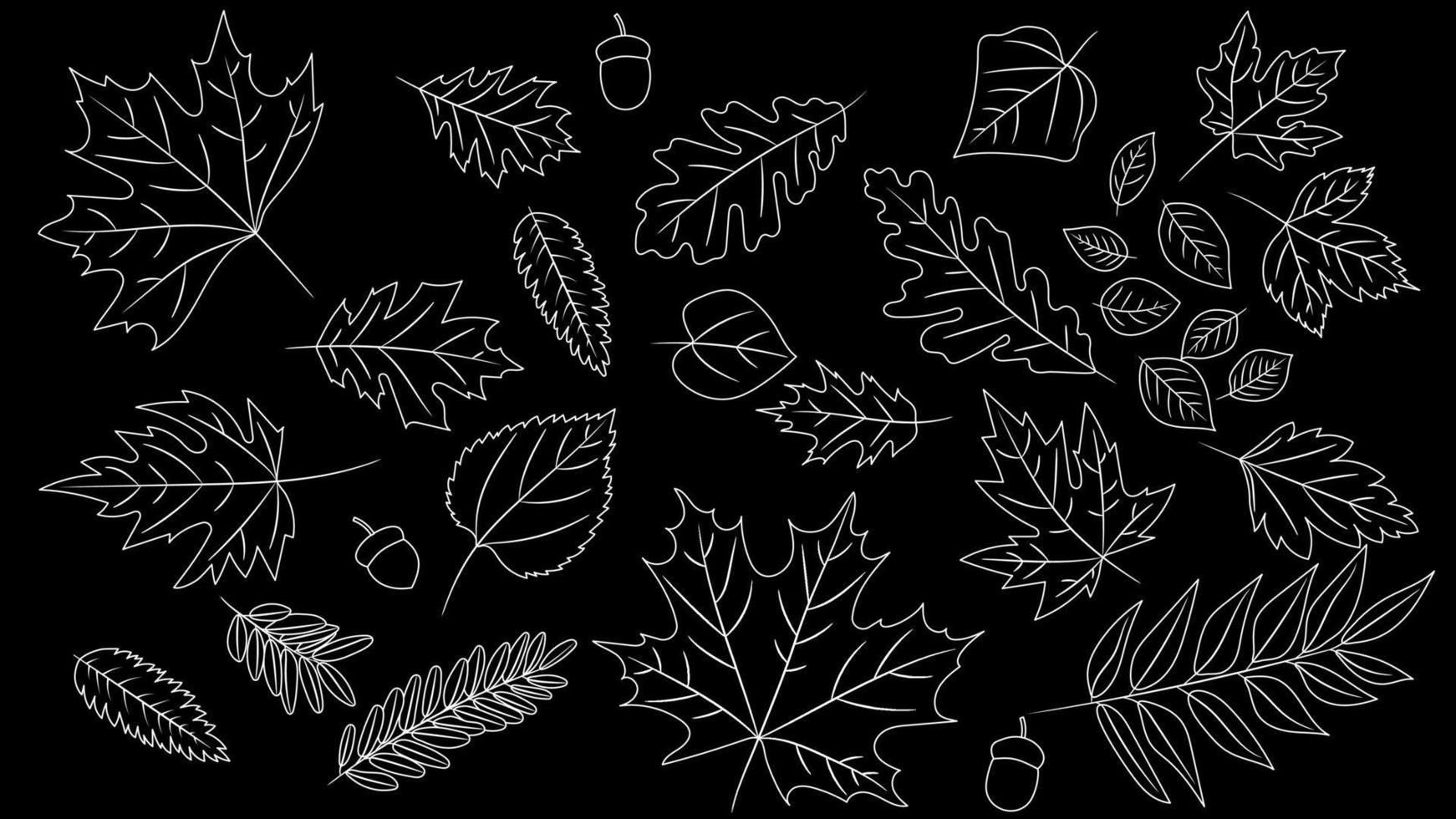 Big set of leaves from different kind of trees isolated. Set of outline autumn leaf oak, maple, rowan and acorns. Realistic blackboard style. Vector illustration. Set of line foliage.