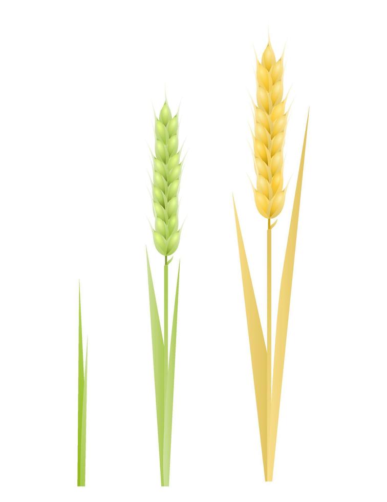 Stage growth of a wheat set. Concept Life cycle of a rye. Vector illustration of sprouted seed to plant with leaf, diagram of growing harvest.