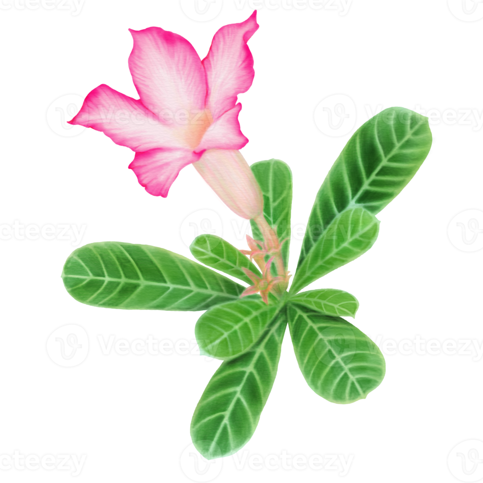 Decorative Desert Rose and leaves Watercolor Side View png