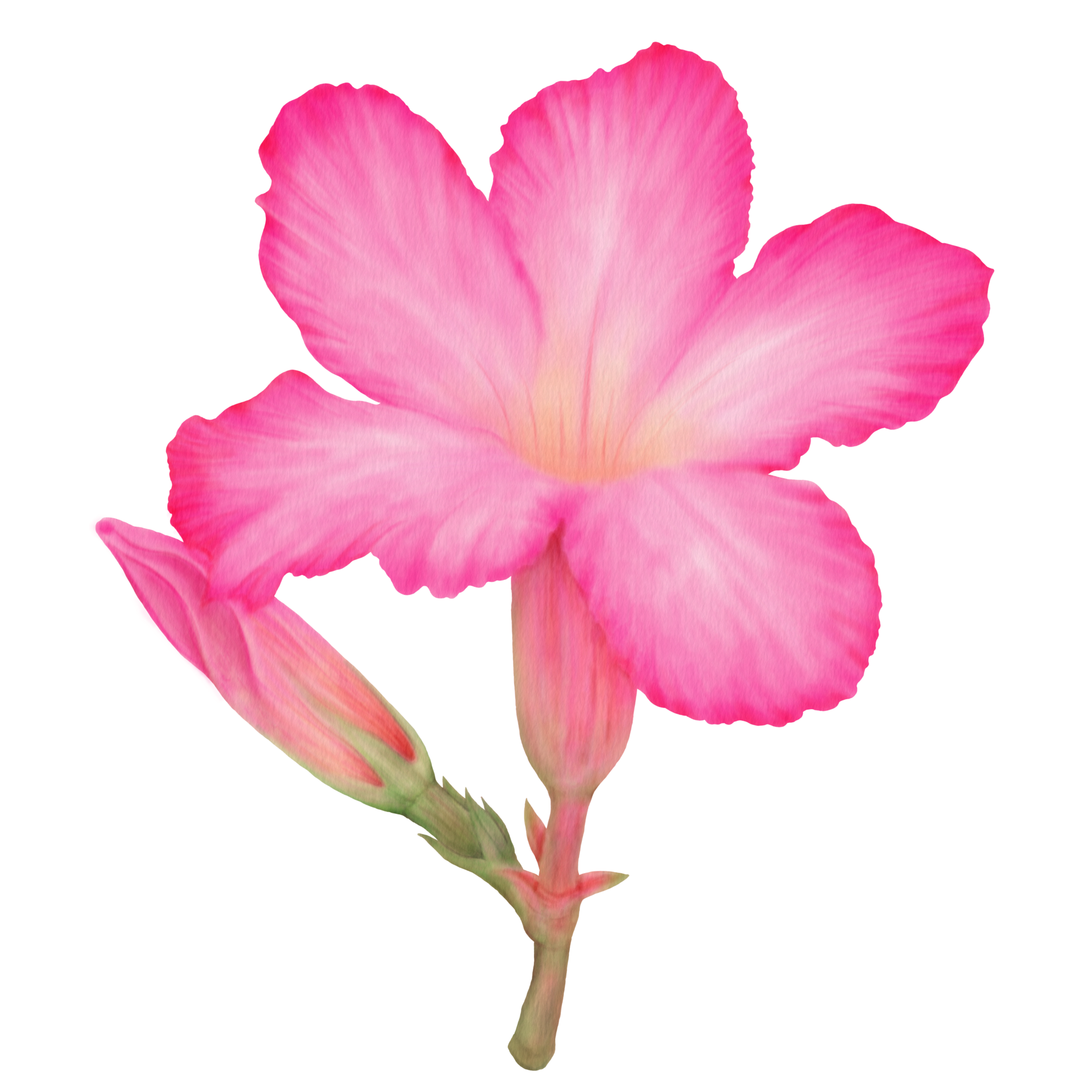 Decorative Desert Rose Watercolor, Buds and Bloom, Side View 10063604 PNG