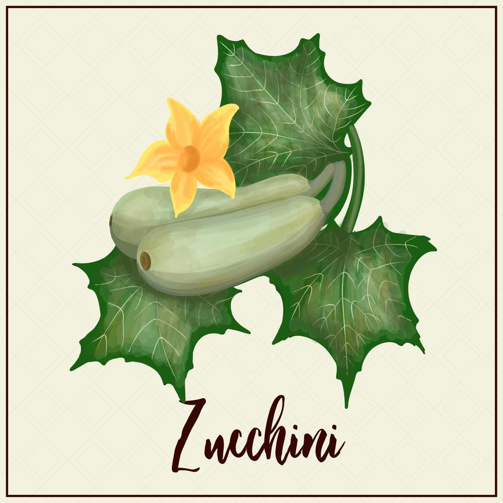 Card with vegetables. Zucchini. Drawn green zucchini. Vector illustration. Farming. Greenhouse vegetables