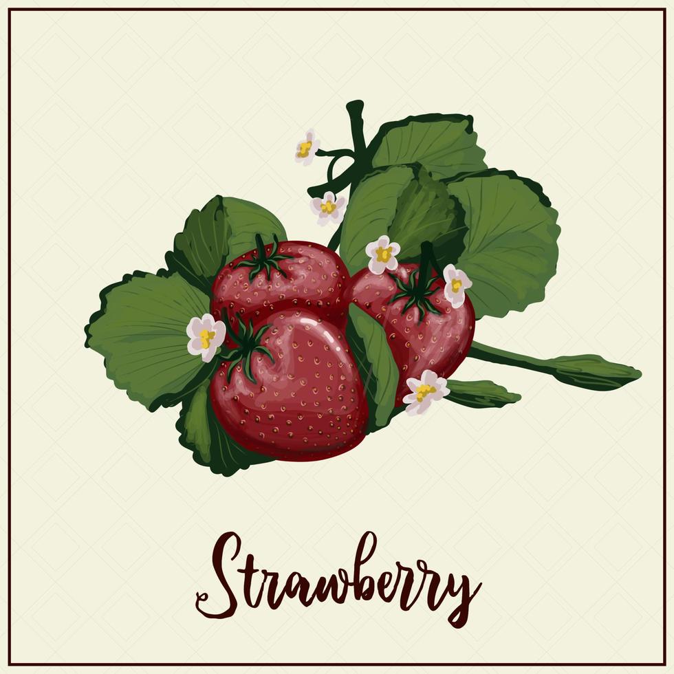 Card with berries. Strawberry. Drawn red strawberries. Vector illustration. Farm berry farm. exotic berries