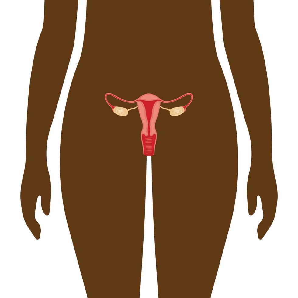 Illustration of the female reproductive system. human anatomy vector