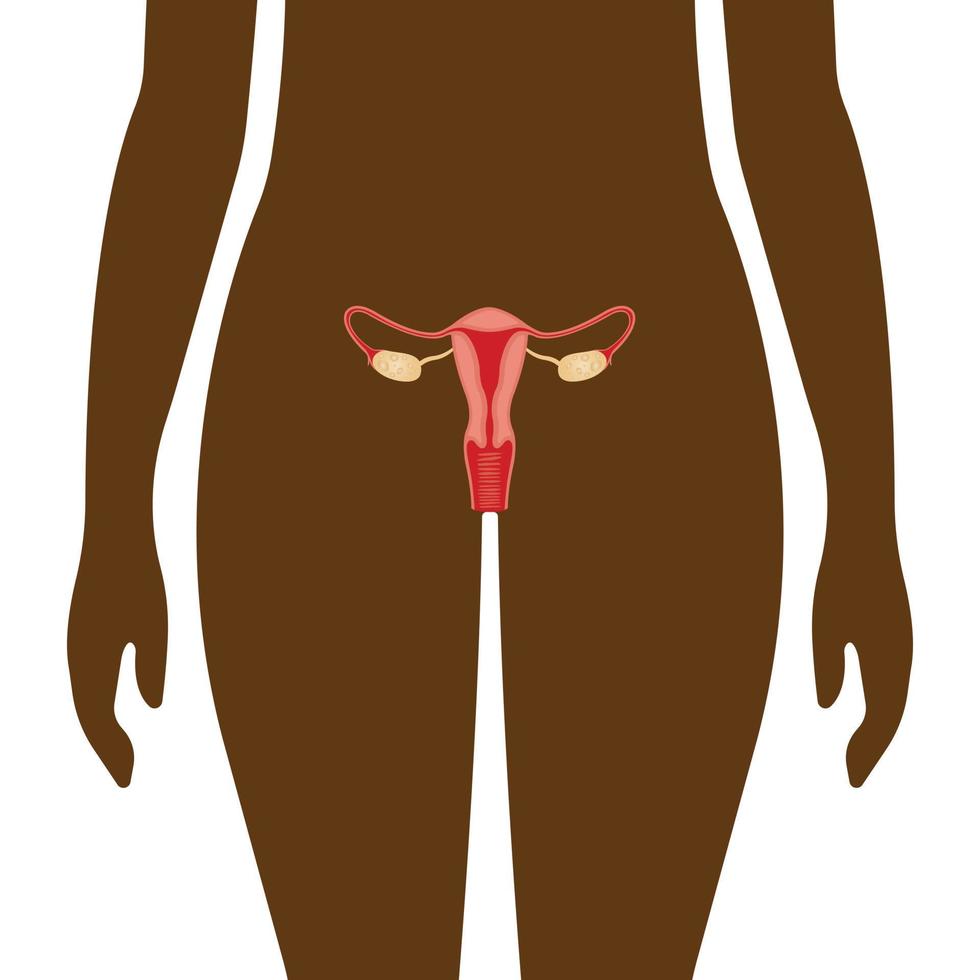 Illustration of the female reproductive system. human anatomy vector