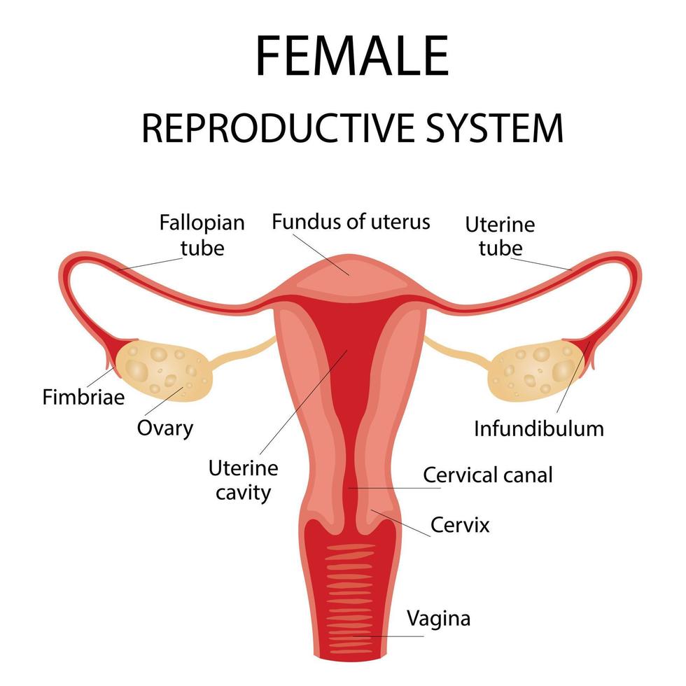 Human anatomy, female reproductive system, female reproductive organs. The system of inclusion the organs of the uterus, cervix, ovaries, ovaries, and fallopian tubes. Overview illustration vector