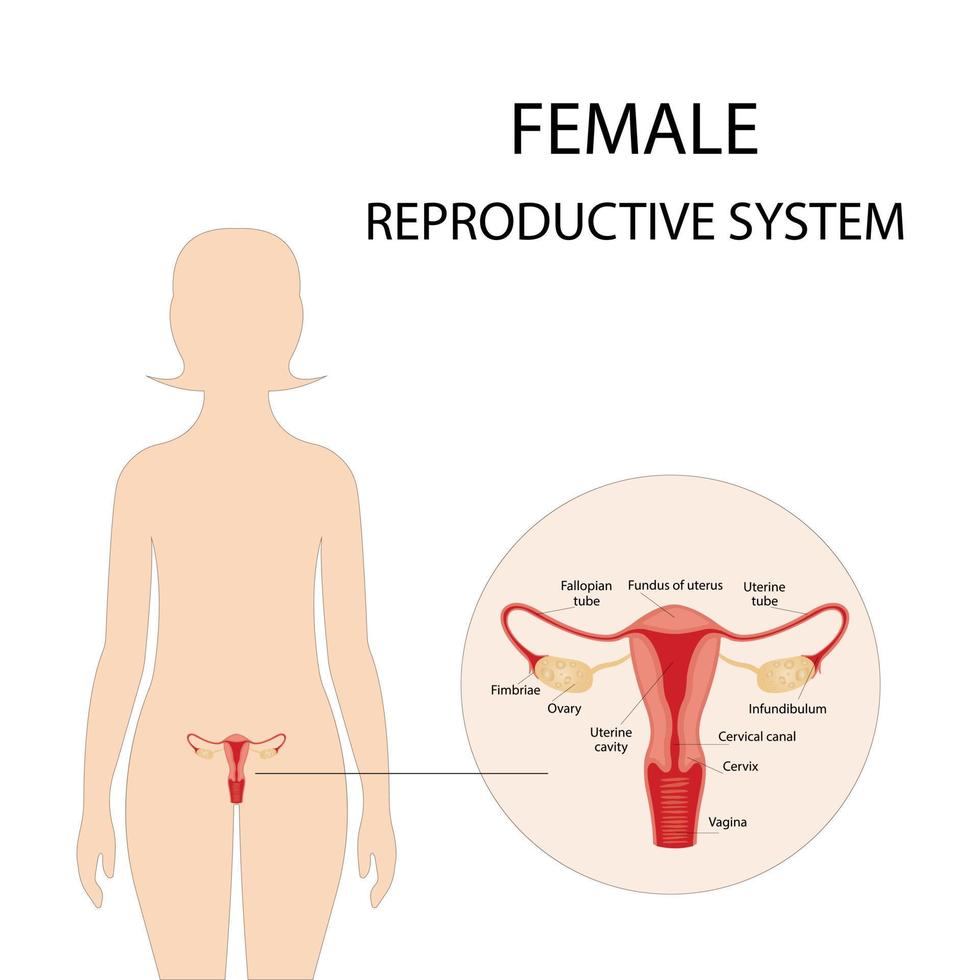 Human anatomy, female reproductive system, female reproductive organs. The system of inclusion the organs of the uterus, cervix, ovaries, ovaries, and fallopian tubes. Overview illustration vector